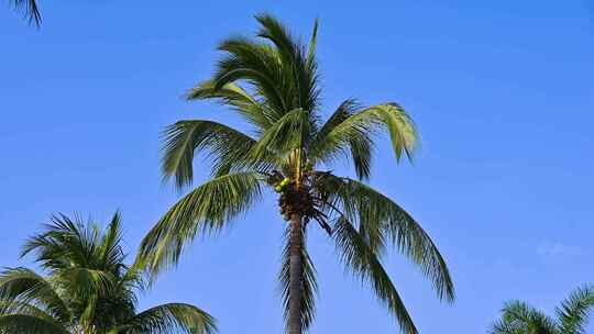 海南三亚傍晚蓝天下椰梦长廊绿色椰树