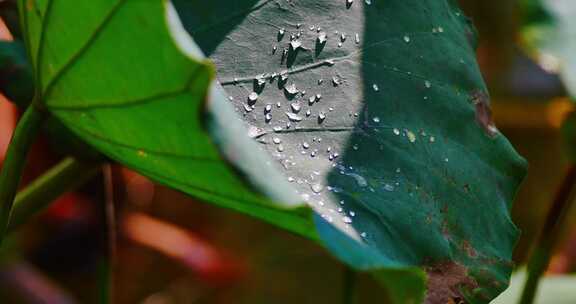 雨后荷叶上的露水珠