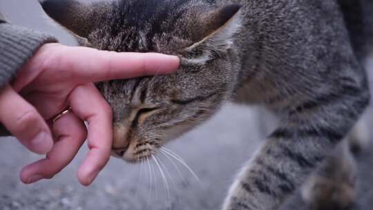 猫、头、手、抚摸