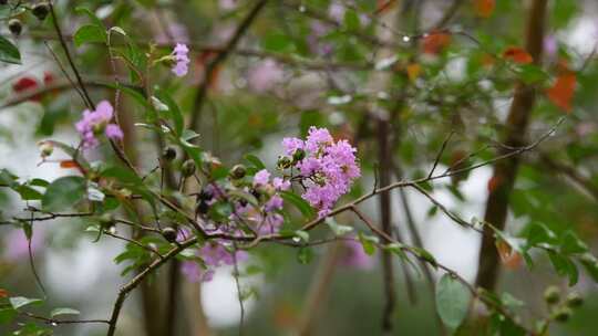 秋天白露节气雨中的紫薇花