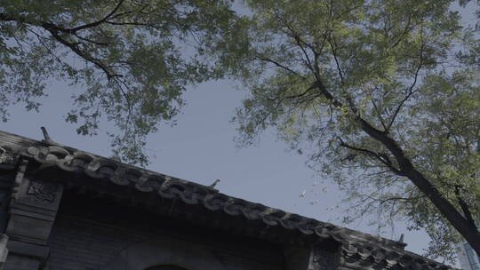 北京四合院鸽子
