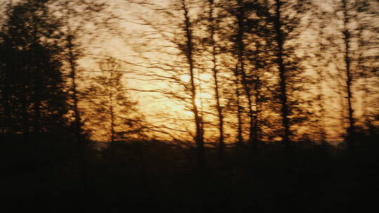 开车路过日落时夕阳森林