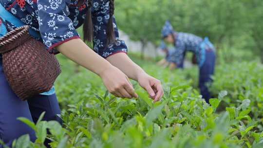 【茶叶】特写-采摘茶叶