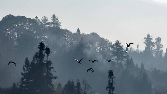 清晨几只飞鸟从山林中飞过
