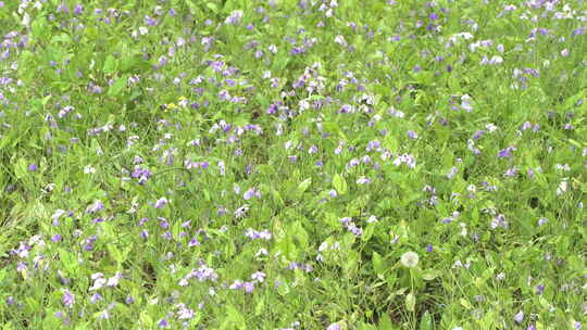 紫金草二月兰蜜蜂在花丛中飞舞视频素材模板下载