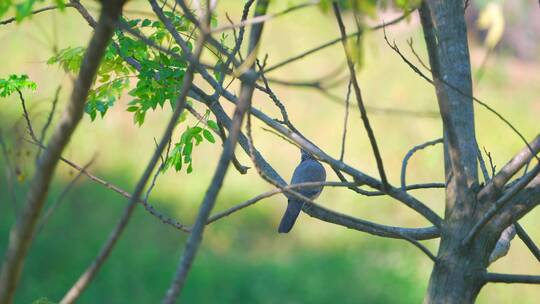 乡村苦楝树上的珠颈斑鸠野生动物飞鸟