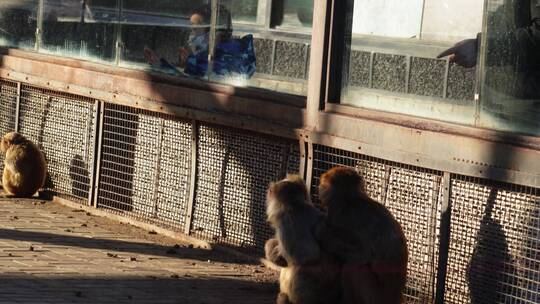 游客在动物园里参观动物互动