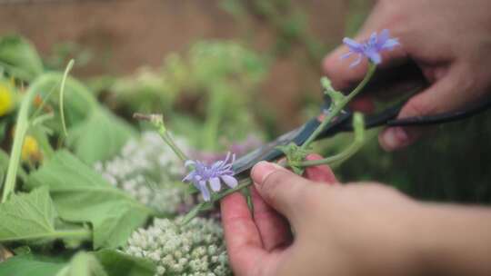 修剪、剪刀、园丁、植物