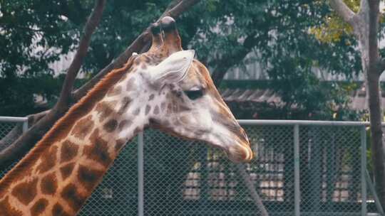 动物园长颈鹿的头在围栏周围散步慢动作泰国