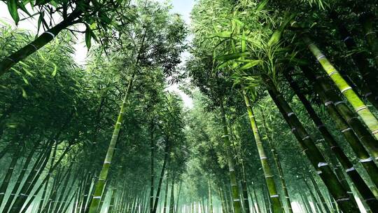 场景-竹林-竹林推进