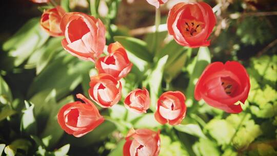 花园里盛开的红色郁金香视频素材模板下载