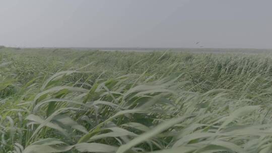 河边狂风日落芦苇荡LOG视频素材