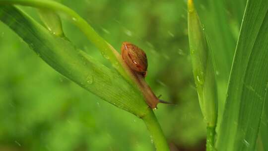 阴雨天爬行的蜗牛微距拍摄微生物自然