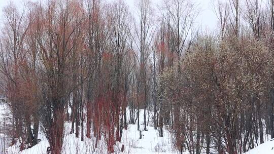 大兴安岭林区春季下雪时树林雪景