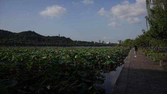 杭州西湖风景区白堤风景