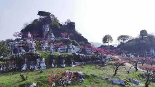 桃花树桃花林桃花山视频素材模板下载