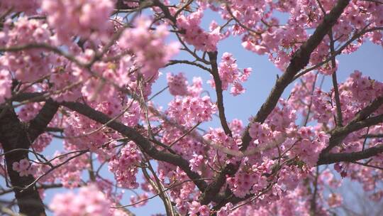 春天的粉红樱花树在风中摇曳