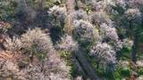 航拍福州永泰青梅花（葛岭万石村）13高清在线视频素材下载