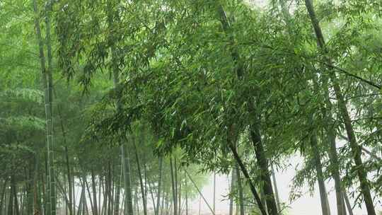 下雨天竹林景观特写，竹节挺拔竹叶繁茂