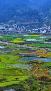 视频素材，一起享受大自然的美，花海遇见你