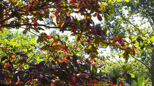 仰拍树叶仰望树林仰视树枝冬天的红树叶落叶视频素材模板下载