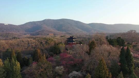 航拍南京明孝陵梅花山梅花盛开