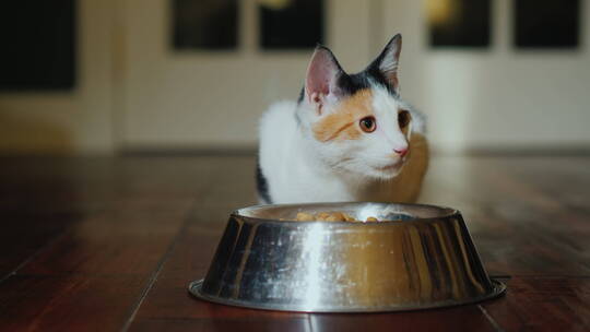 小猫咪吃猫碗里的食物视频素材模板下载