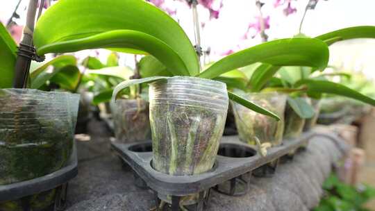 大棚种植蝴蝶兰 大棚种植花卉 花卉种植