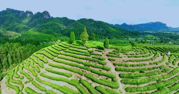 武夷山核心产区茶园星村镇岩茶福建0370