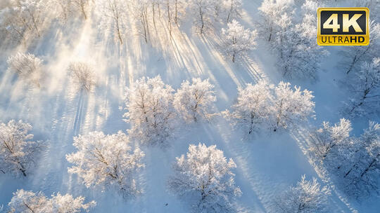 玉龙雪山梅里雪山稻城三神山四姑娘山森林