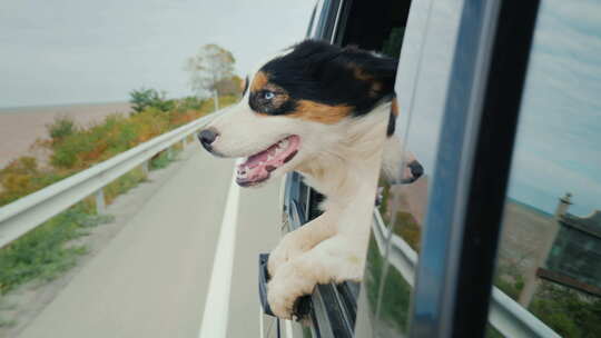 有趣的动物视频狗走向汽车，从窗户看起来很
