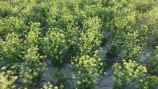 俯拍芹菜制种田地