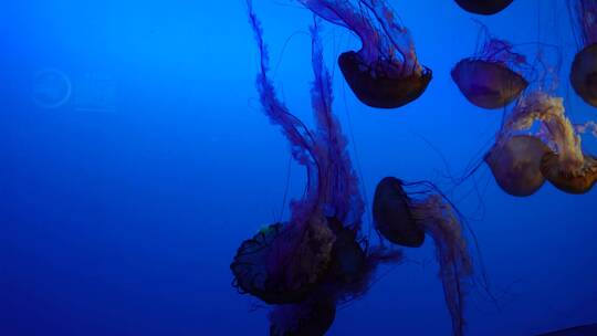 太平洋海刺水母海蜇海洋生物