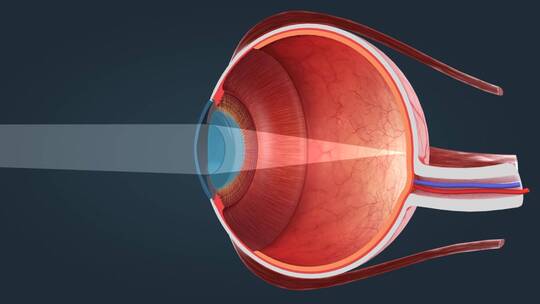 人眼 眼睛 眼球 感觉器官 视觉系统三维动画