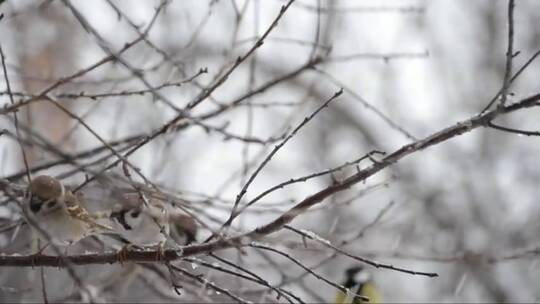 小鸟在雪天的树枝上跳跃