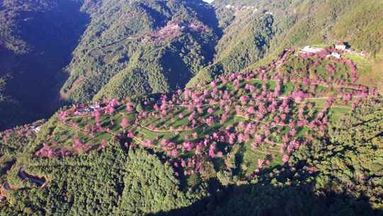 云南大理无量山樱花谷日出冬樱花和茶园航拍