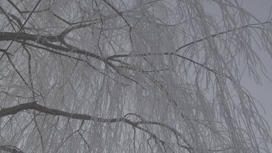 雾凇日出冬季风景LOG