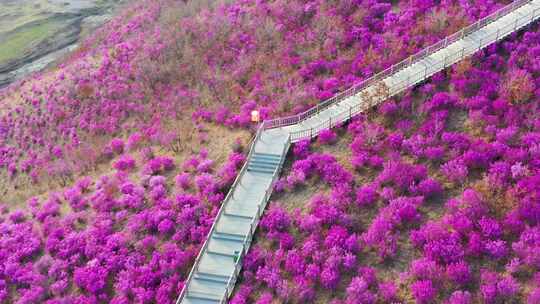 杜鹃花海