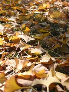 秋天草地上金黄的落叶