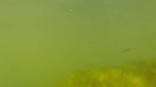 小河水下风景：水草和逆流而上的小鱼