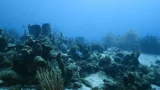 加勒比海，梭鱼，鱼，海洋