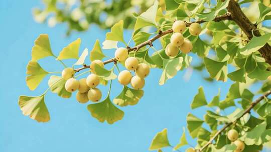 银杏叶与果实的自然景观特写