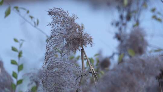 芦苇 湿地 芦苇田 植物 大片芦苇 芦苇地