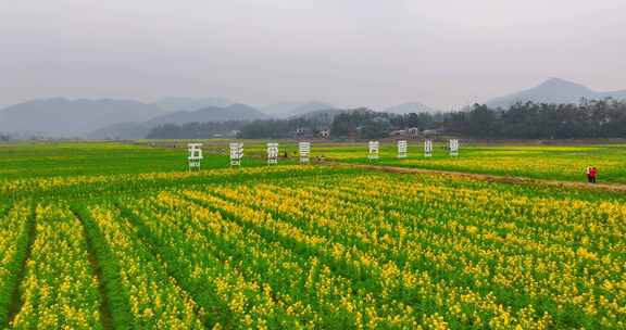 4k长沙望城茶亭油菜花花海航拍