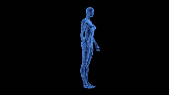 肌肉 人体 医学 结构 骨骼 腹肌 臀腿肌肉视频素材模板下载