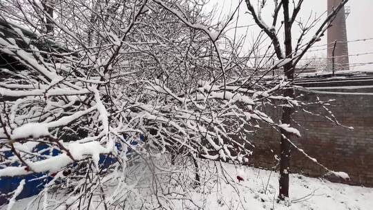 树枝上的积雪雪松落雪