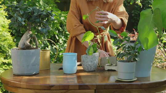 夏季园艺妇女在后院花园的新花盆中移植植物