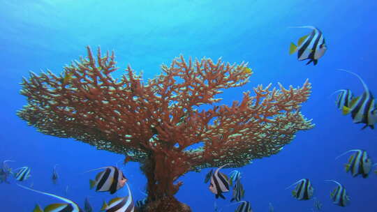 水下海洋热带生物视频素材模板下载