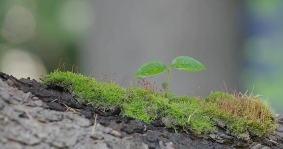 小树发芽树叶阳光树林森林