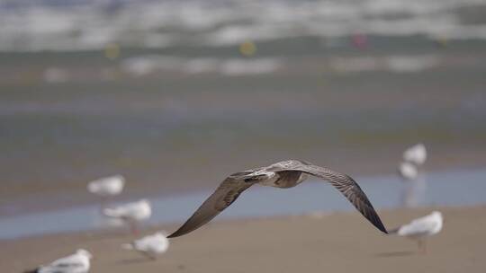 秦皇岛海鸥 海鸟